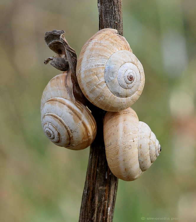 Carellata di Gasteropoda